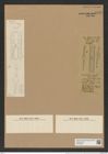Pseudorutilaria monile Grove et Sturt. (de-Toni-Nr.: Genus 118, Species 3404) Zeichnungen Sammlung Grunow Nr. 6838 (NHMW-BOT-W0375692)